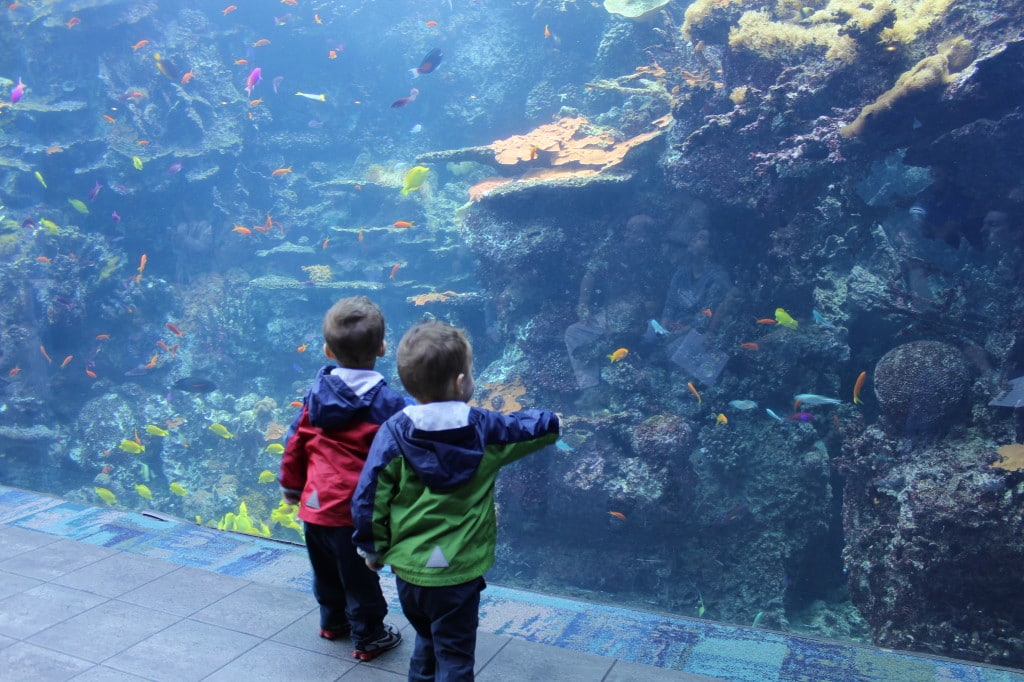 Georgia Aquarium - stunningly beautiful!