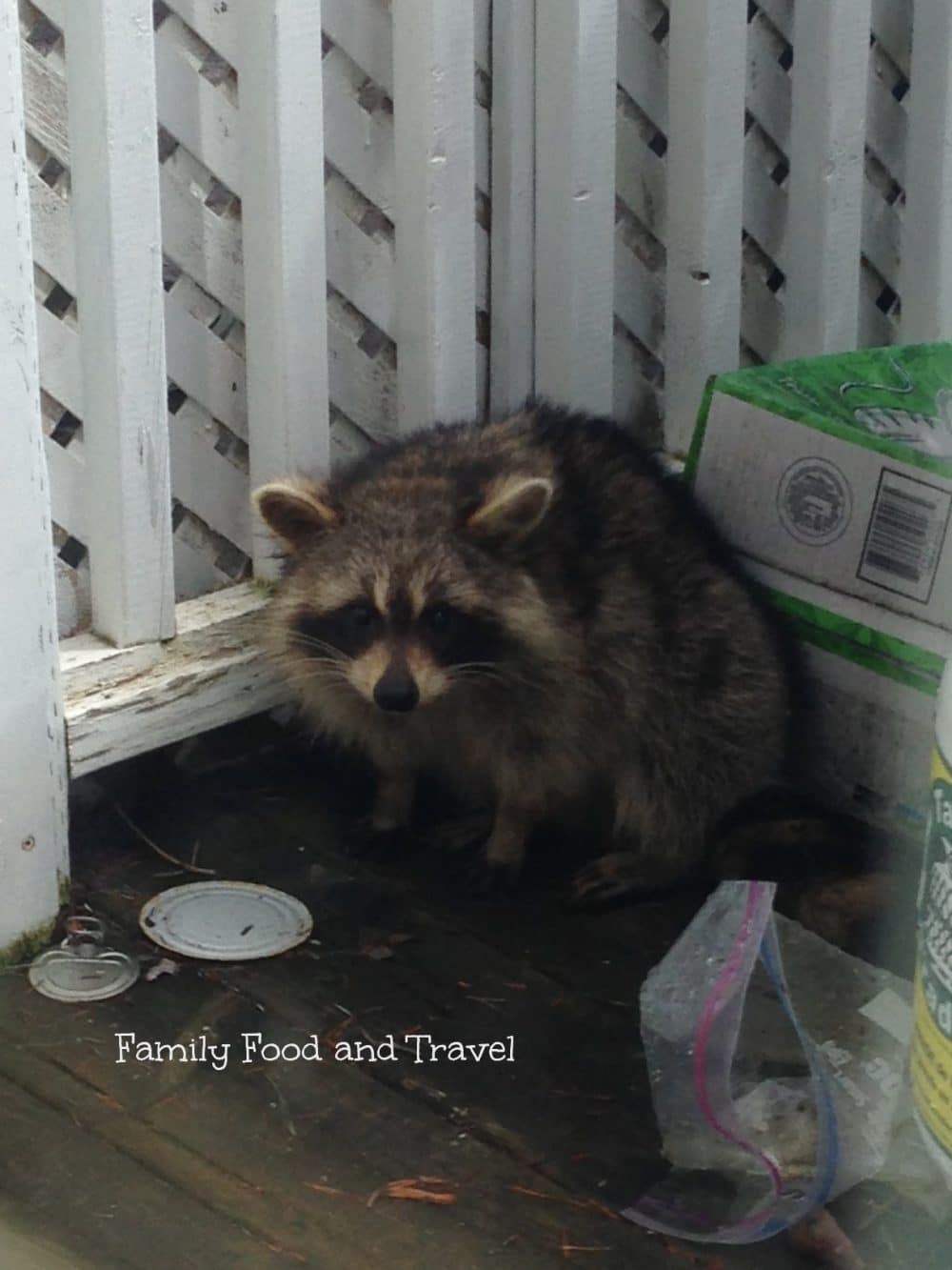 Raccoons: The Cutest Pests on the Block
