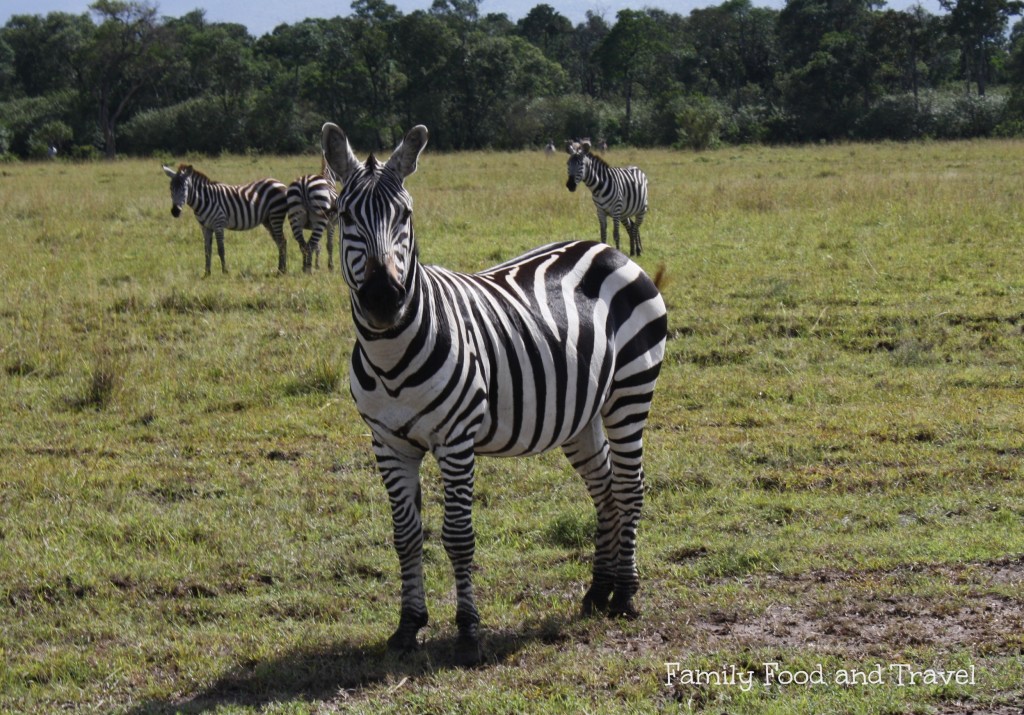 z is for zebra