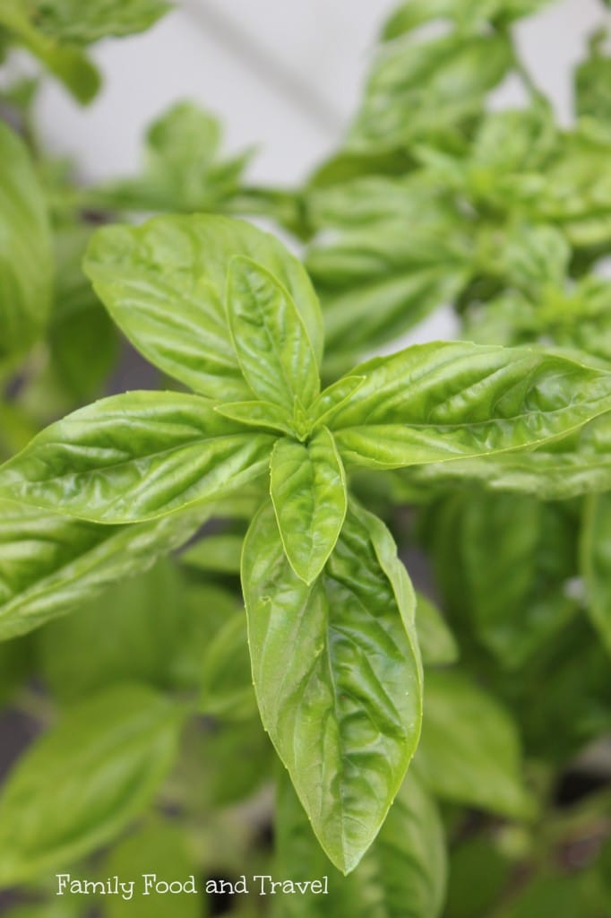 fresh basil