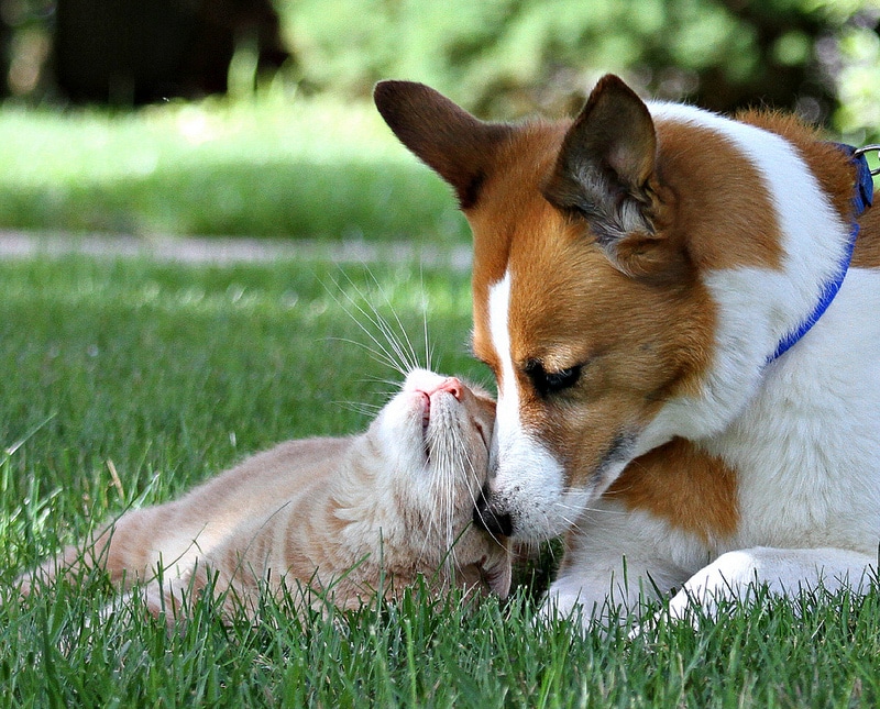 Cat and Dog nuzzling together - Tips to Help Cats and Dogs Get Along
