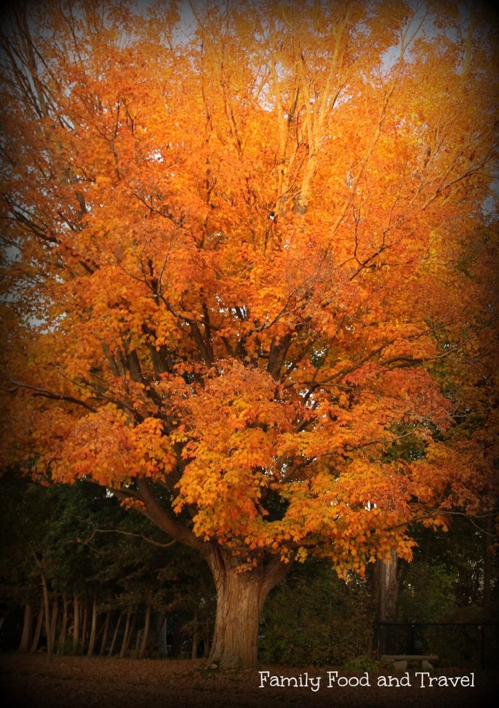 Fall Colours