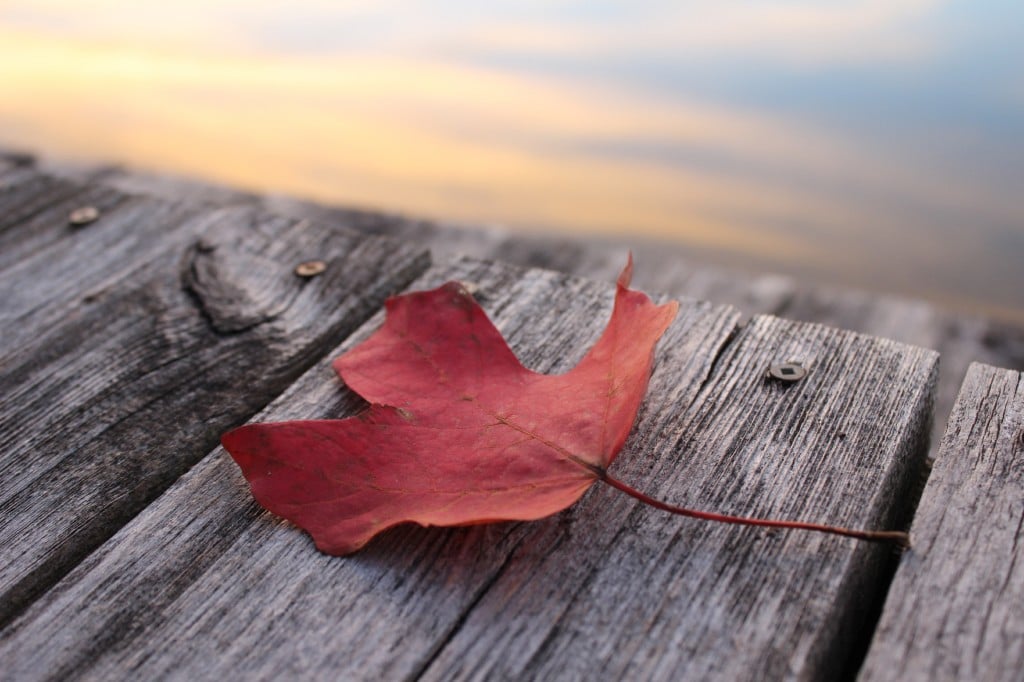 Maple Leaf Canada Fall