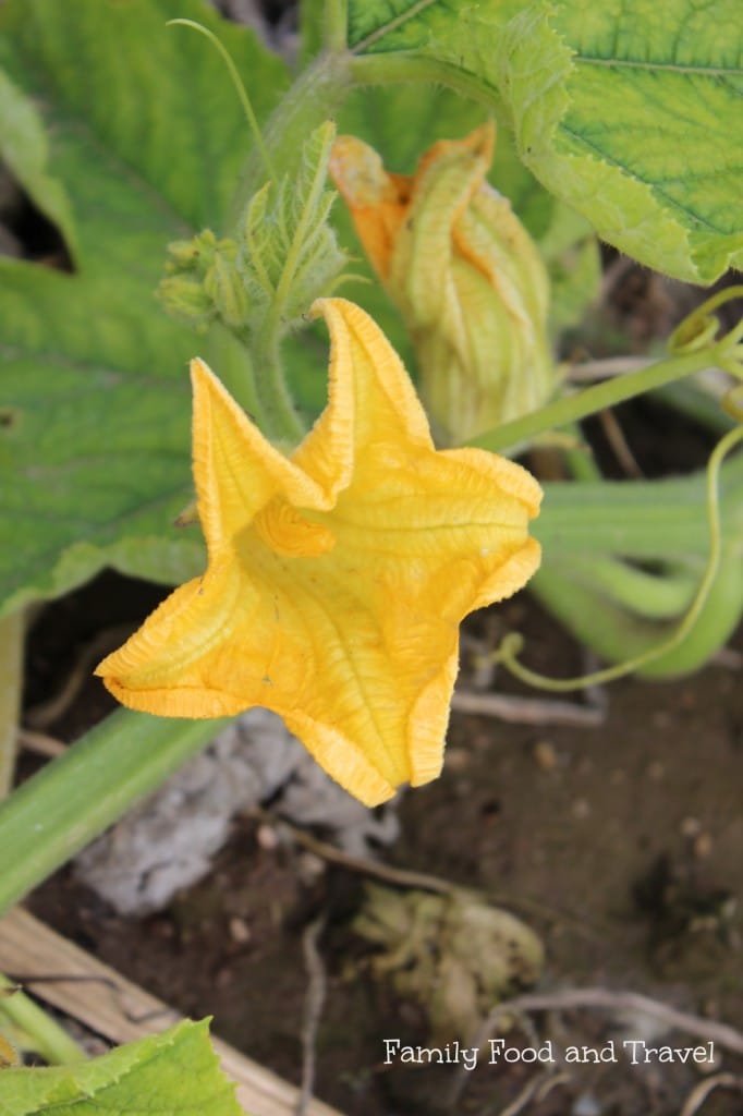 pumpkin blossom