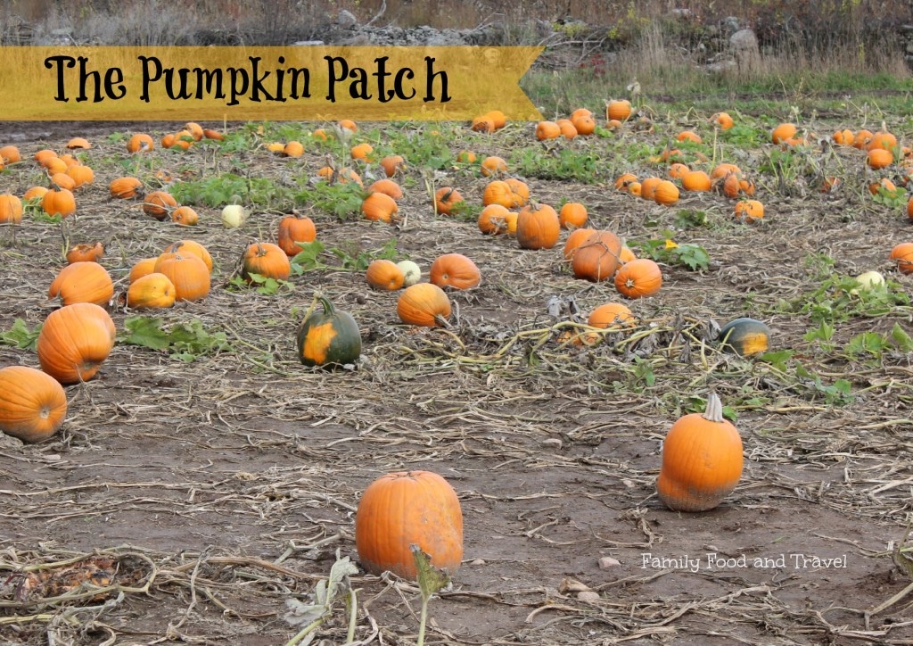 pumpkin patch