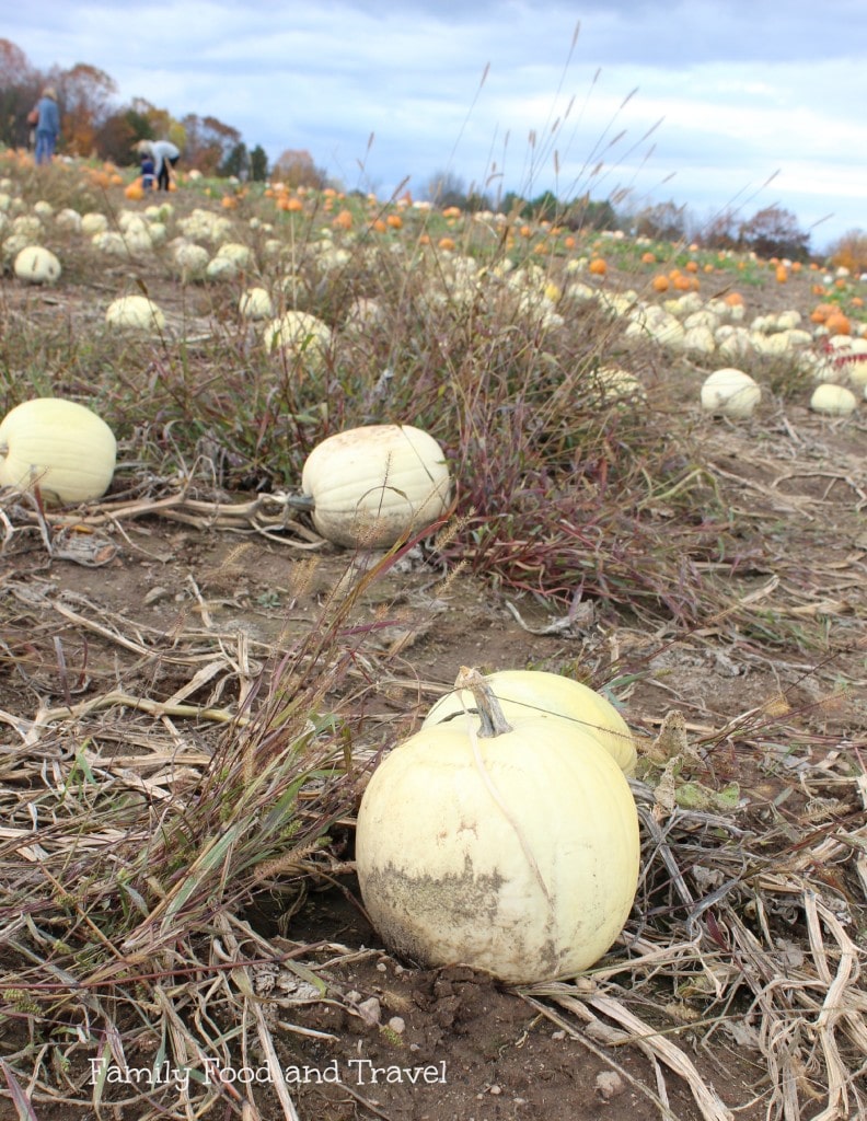 pumpkin patch