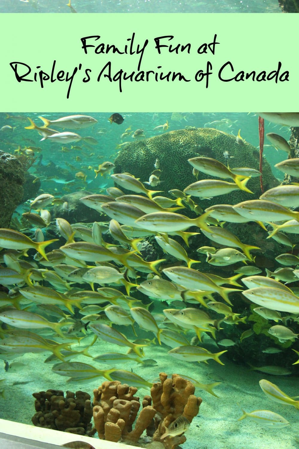 ripley's aquarium of Canada Toronto
