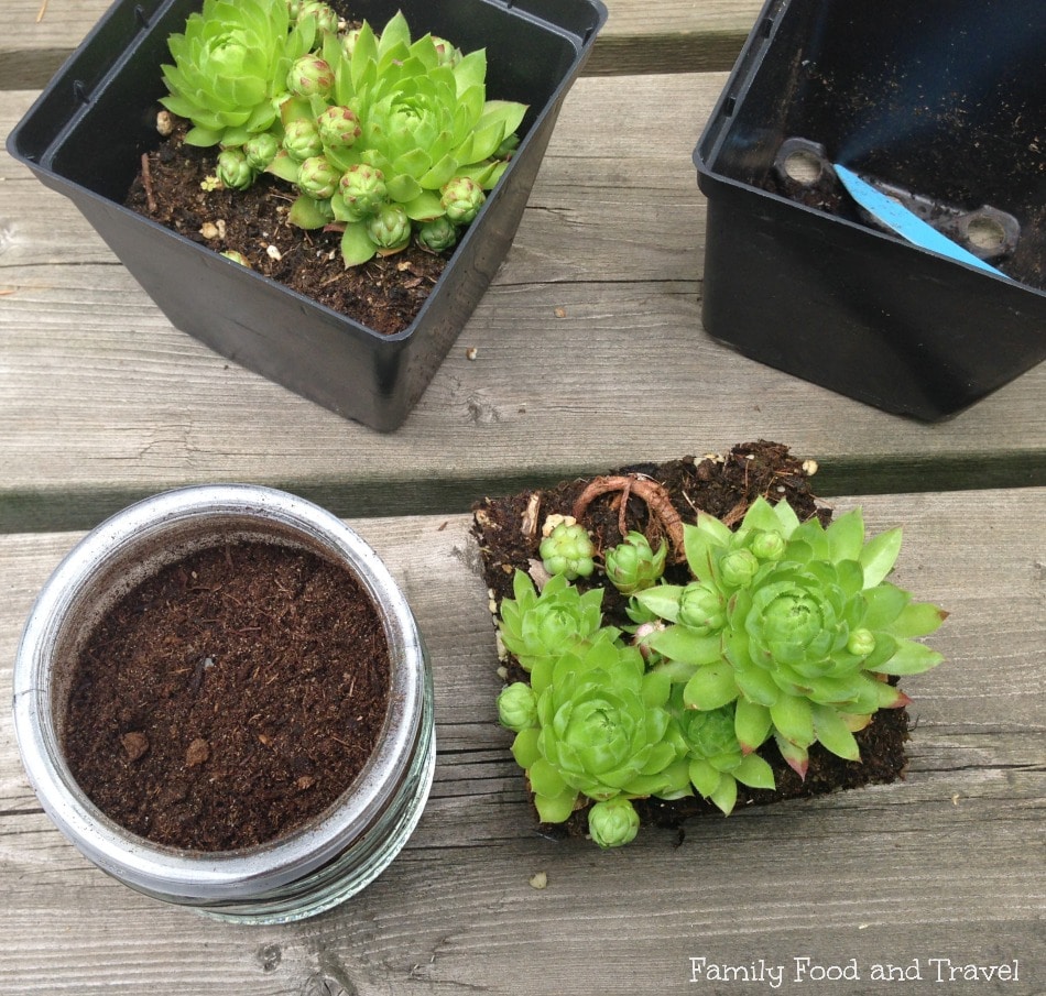 DIY Succulent Terrarium