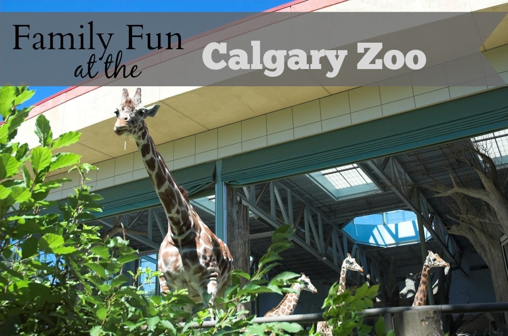 Family Fun at The Calgary Zoo