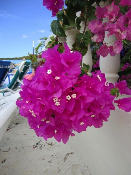 flowersbahamas