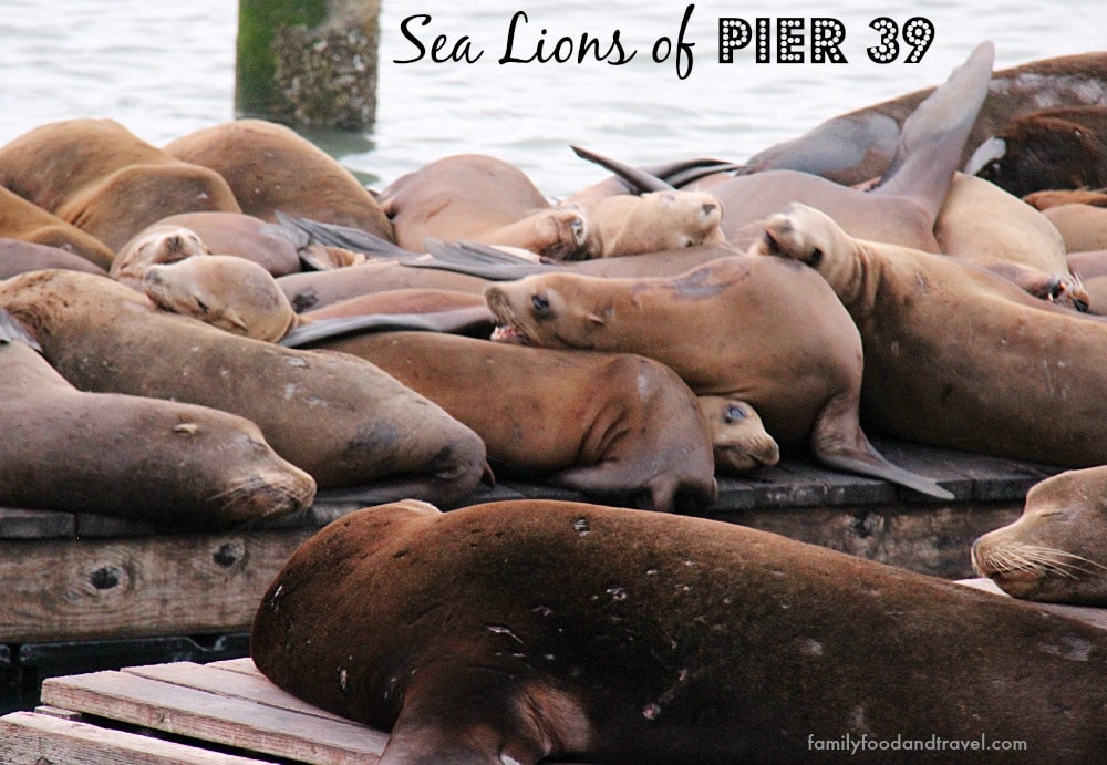 The Famous Sea Lions of Pier 39 at Fisherman's Wharf San Francisco