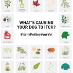 Seasonal Allergies Dogs Are Affected Too #ItchyPetSeeYourVet
