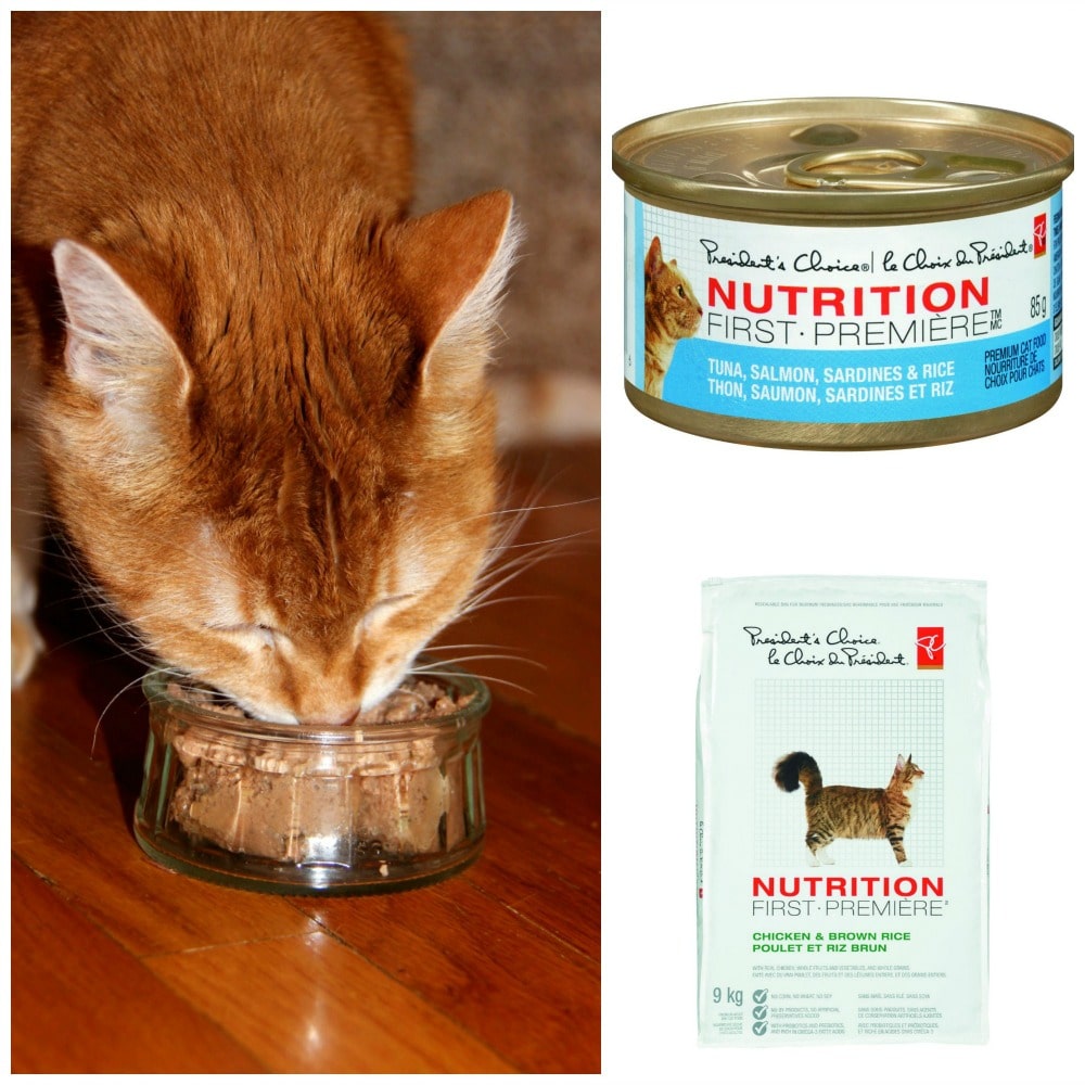 Choosing the Best Cat Food 