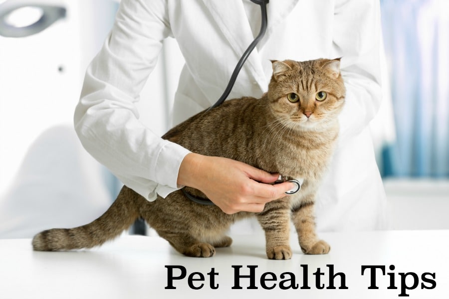 Pet Health Tips