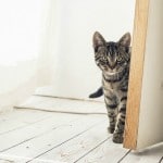 Introducing a New Cat to Your Home