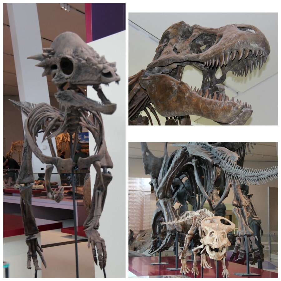 ROM Dinosaurs