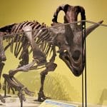 Royal Ontario Museum a Must-Visit Toronto Attraction