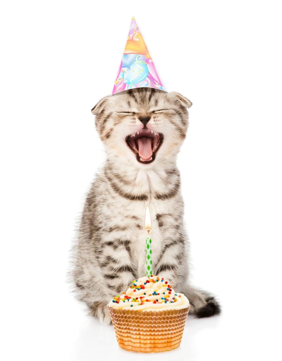 It’s Time to Celebrate Your Cat!