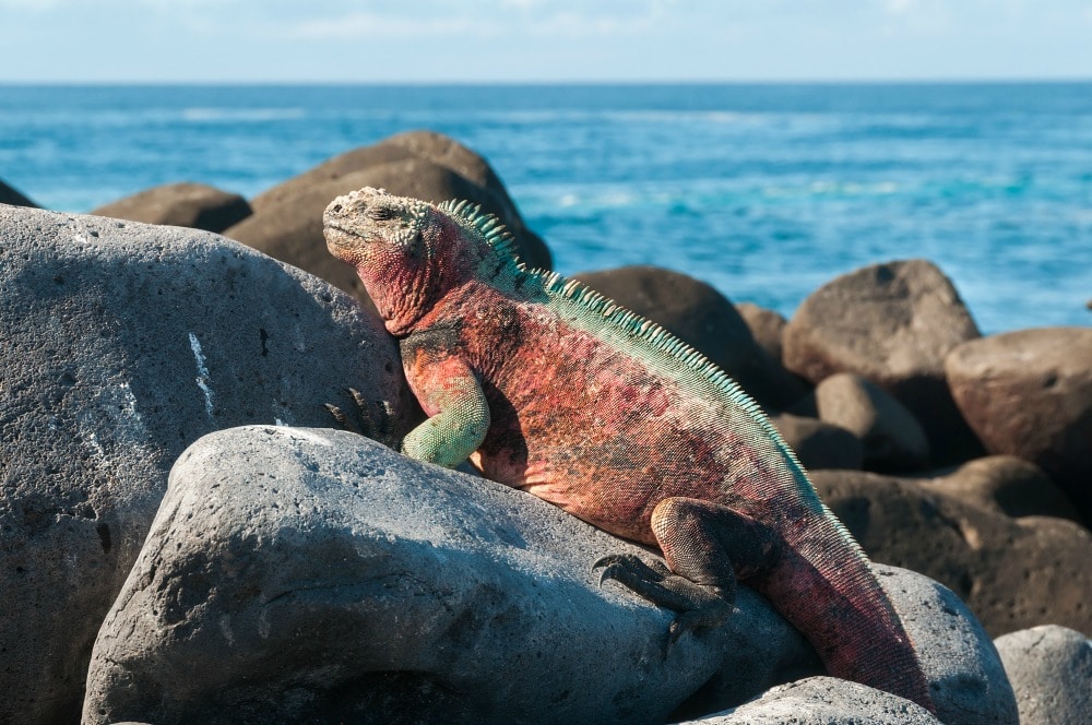 Galapagos - Best Family Vacations