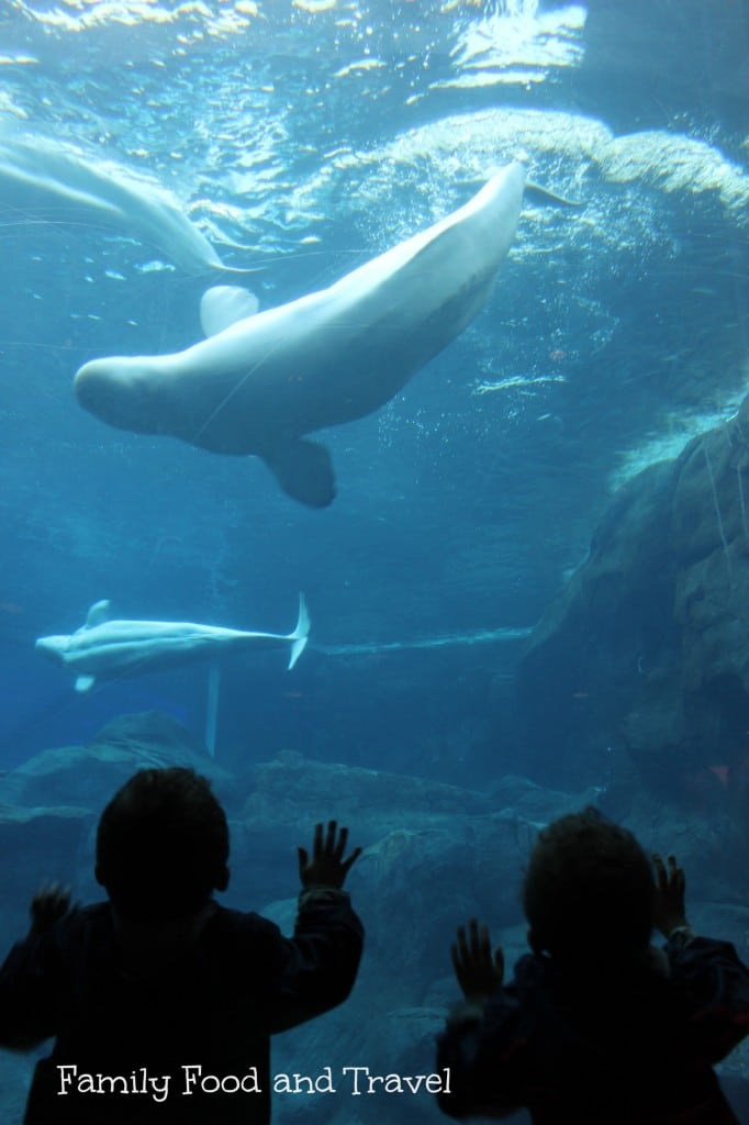 Georgia Aquarium Atlanta - Best Family Vacations