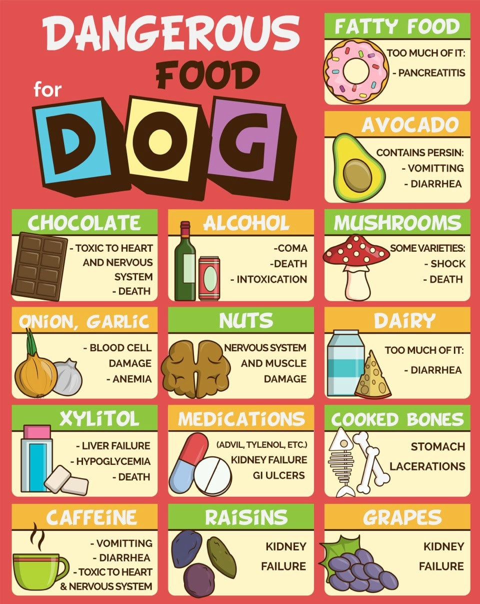 Foods Dogs Should Not Eat