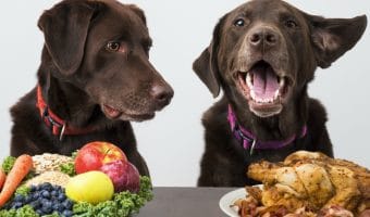 15 Foods Dogs Should NOT Eat