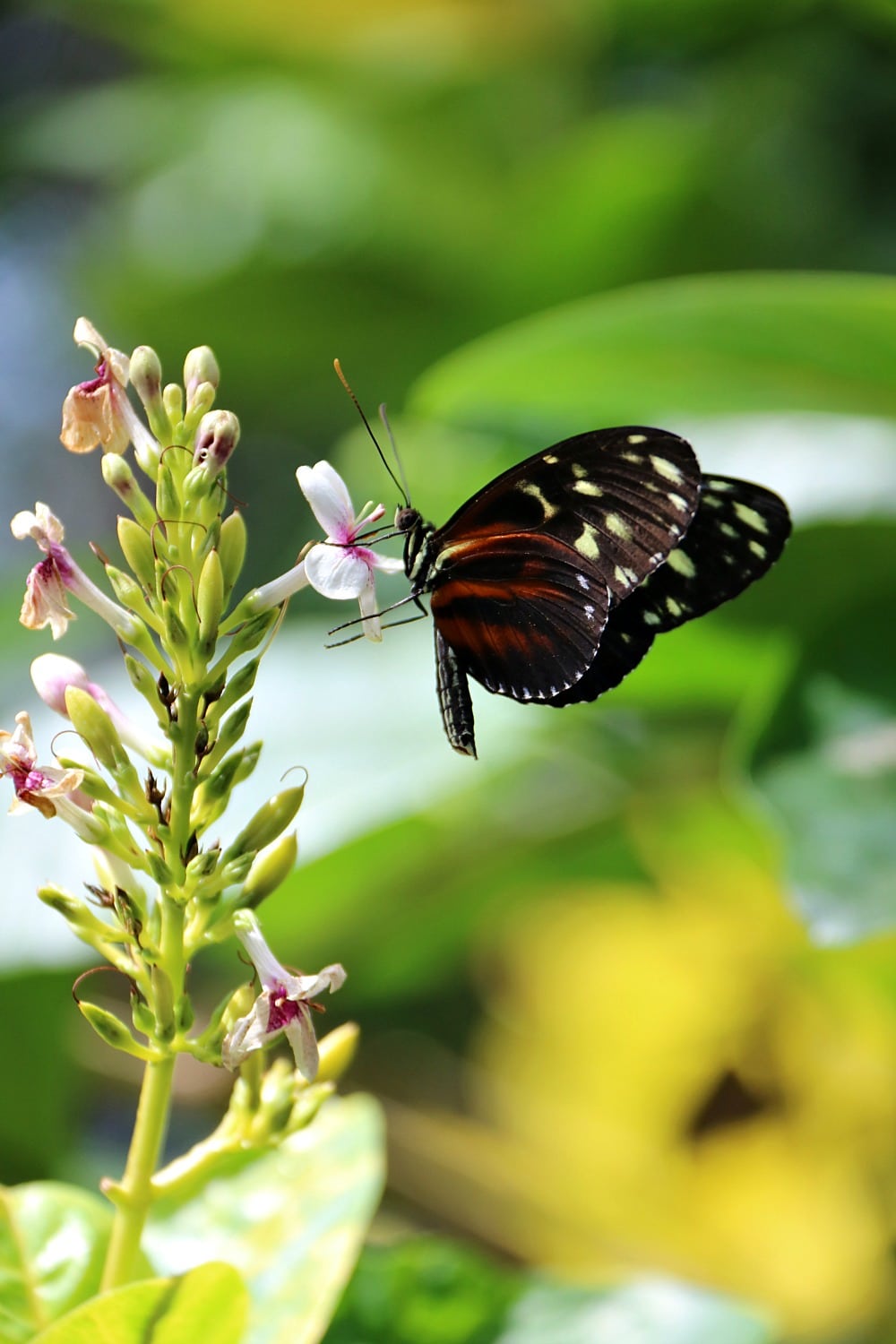 Butterfly Conservatory Niagara