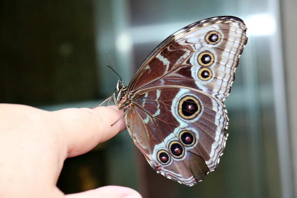 Butterfly Conservatory