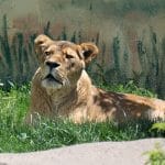 Tips for Visiting the Rosamond Gifford Syracuse Zoo