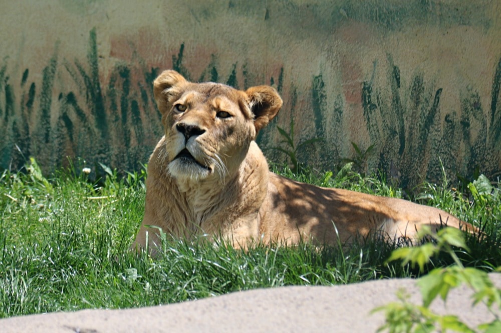 Syracuse Zoo - Female Lion