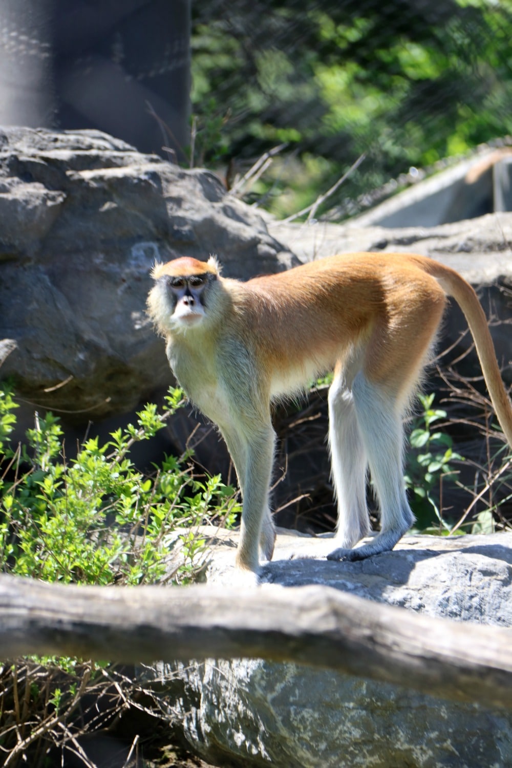 Syracuse Zoo - Monkey