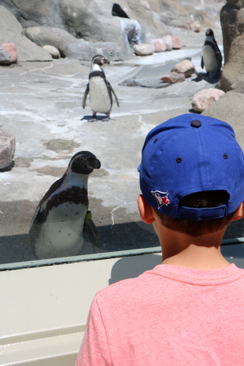 Syracuse Zoo - Penguins