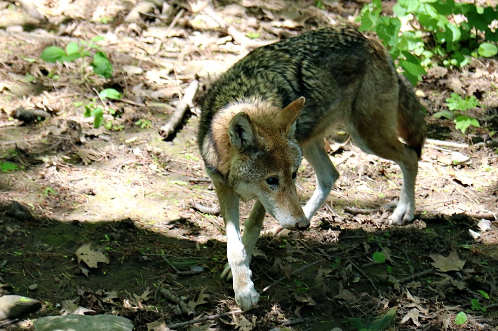 Syracuse Zoo - Red Wolf