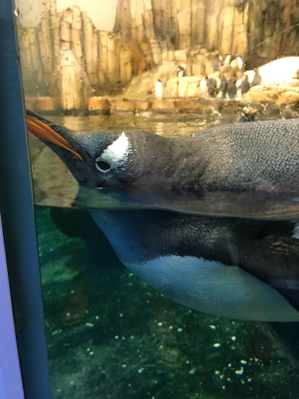 Montreal With Kids - Biodome