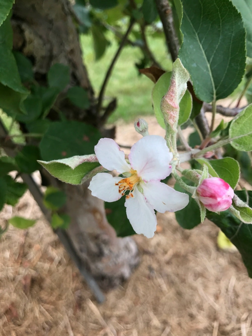 Chudleigh's Best Family Apple Farm 