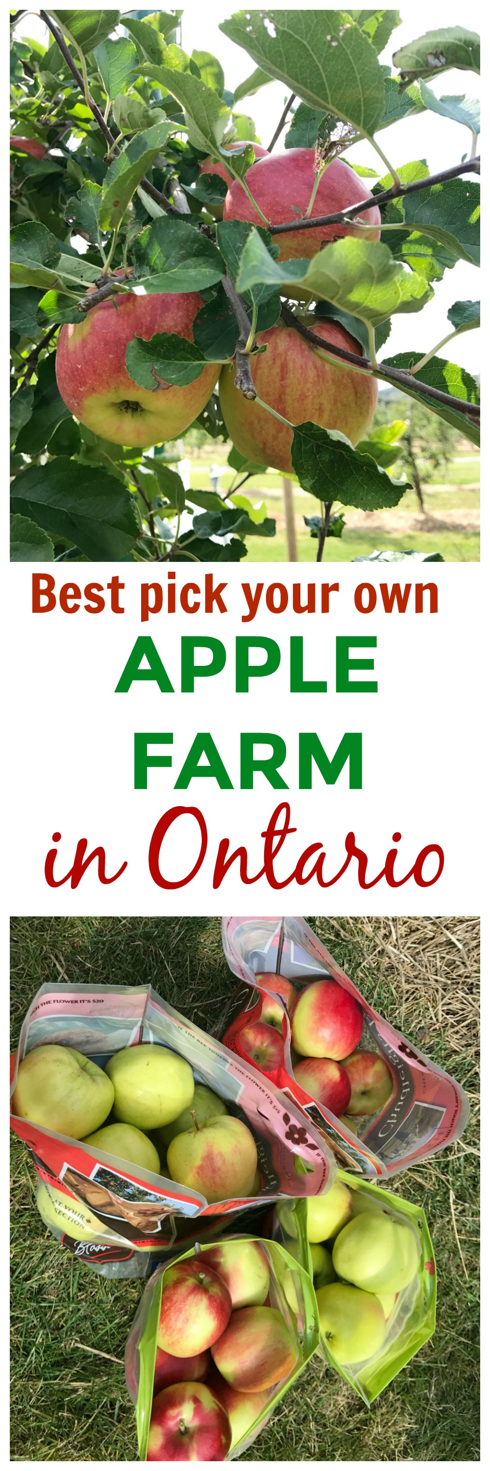 BEST APPLE FARM