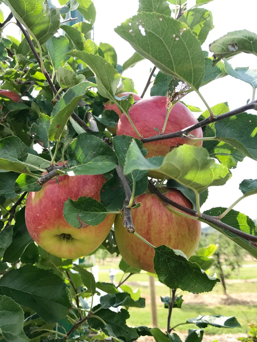 Chudleigh's Apple Farm