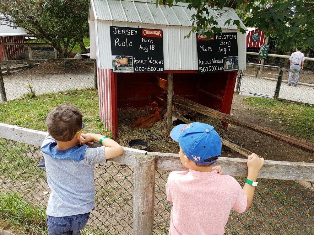 Chudleigh's Farm Petting Zoo
