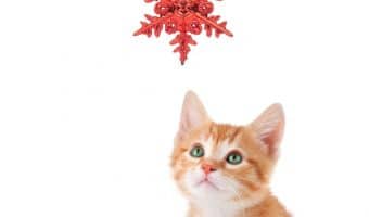 5 Holiday Tips for Cat Owners