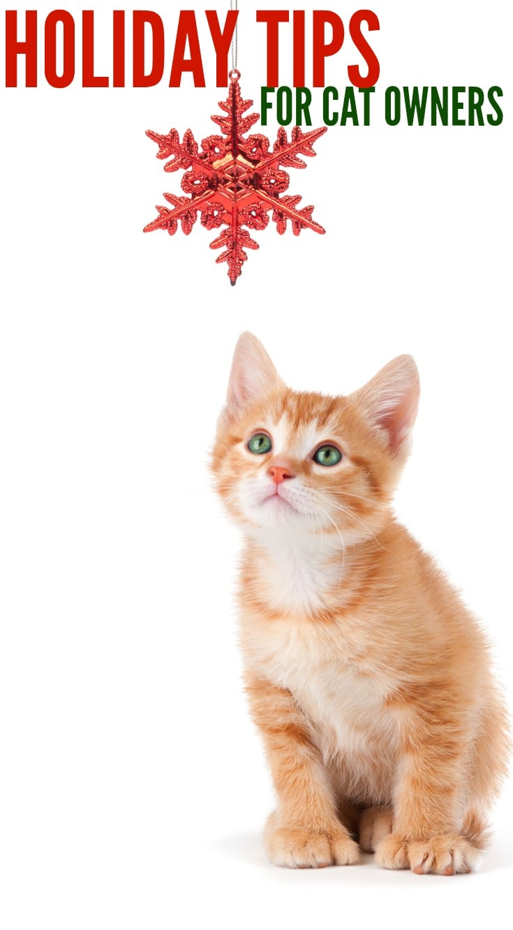 Holiday tips for Cat Owners