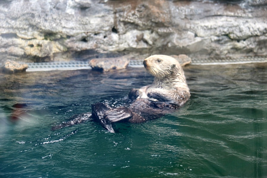 Seattle CityPASS - Seattle Aquarium 