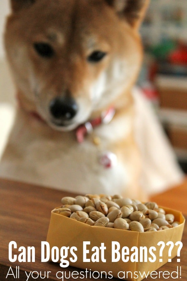 Can Dogs Eat Beans and other questions