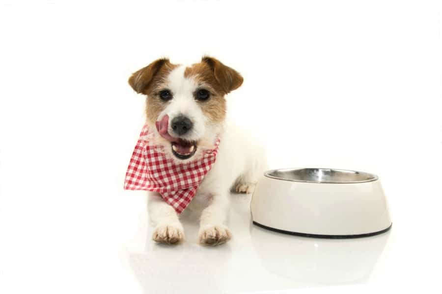 Safe Foods for Dogs - can dogs eat beans