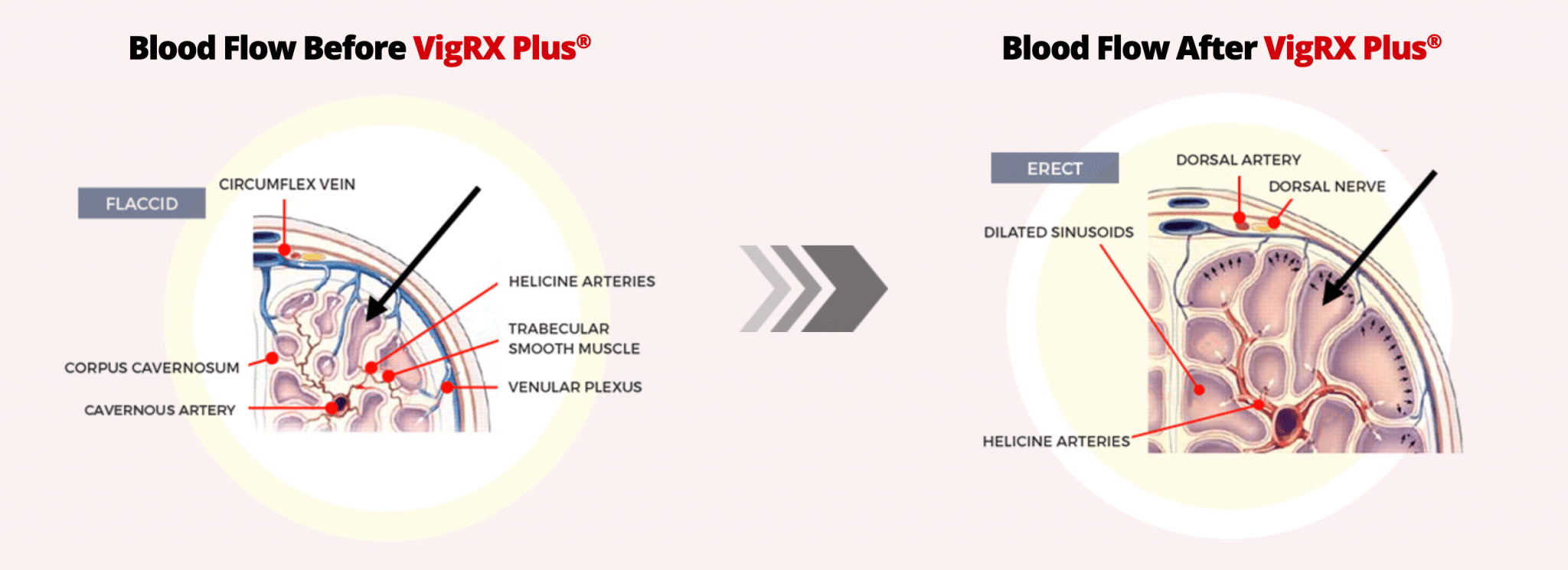 VigRX Plus clinical studies evaluation