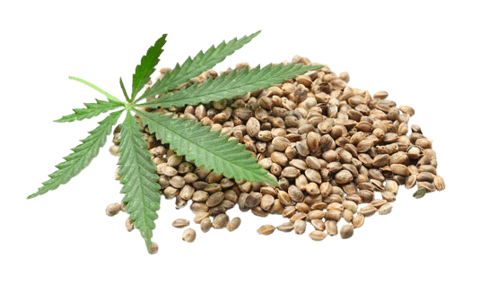 semințe de canabis