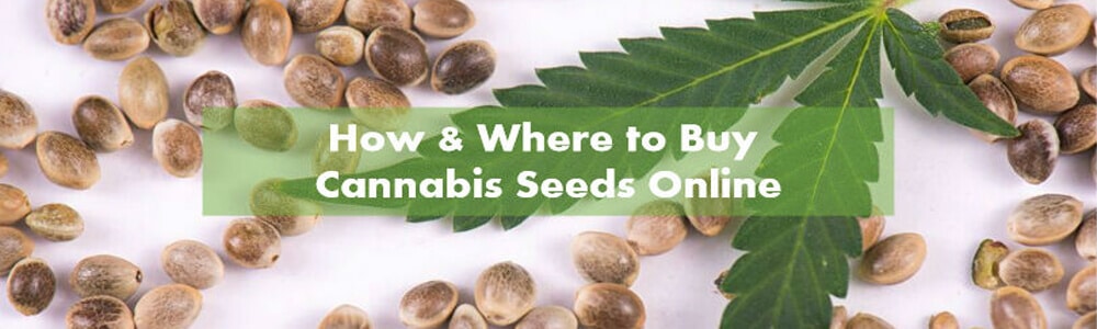 How to buy Cannabis Seeds online?