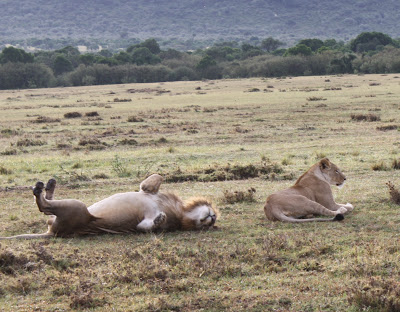 maasai mara kenya